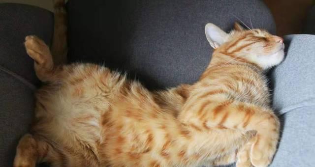 猫咪肺炎怎么缓解？有效缓解猫咪肺炎的方法有哪些？
