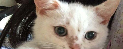 猫咪肺炎怎么缓解？有效缓解猫咪肺炎的方法有哪些？