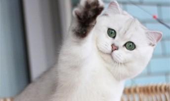 初生小猫性别怎么判断？简单方法大揭秘？