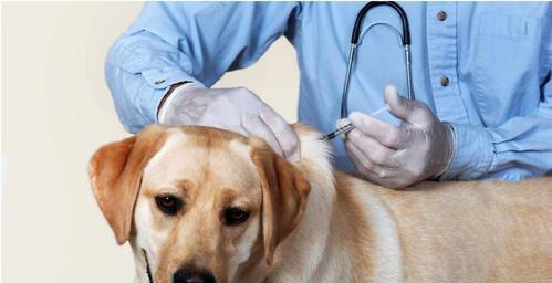怎么确定狗得了狂犬病？狂犬病的早期症状有哪些？