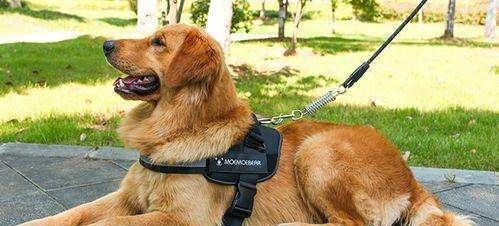 怎么确定狗得了狂犬病？狂犬病的早期症状有哪些？