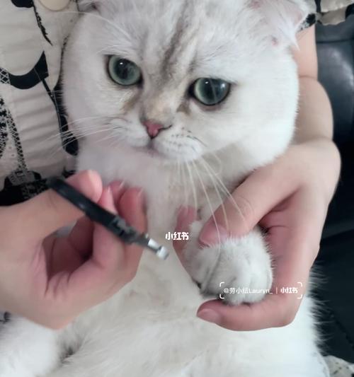 怎么让猫咪乖乖剪指甲？简单步骤和技巧分享