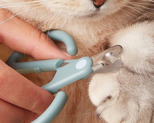 怎么让猫咪乖乖剪指甲？简单步骤和技巧分享