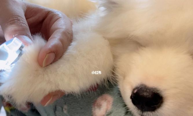 怎么让猫咪乖乖剪指甲？简单步骤和技巧分享