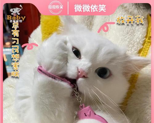 怎么训练小猫咪拉大便？训练小猫使用猫砂盆的正确方法是什么？