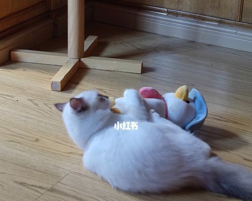 怎么训练小猫咪拉大便？训练小猫使用猫砂盆的正确方法是什么？