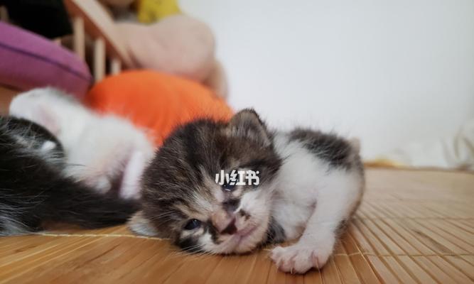 刚出生的小猫咪怎么养？需要注意哪些常见问题？