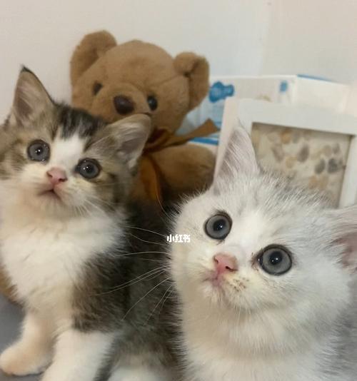 刚出生的小猫咪怎么养？需要注意哪些常见问题？