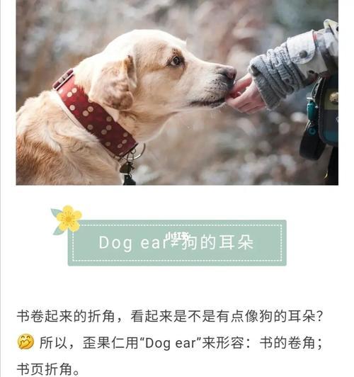 怎么样看出狗狗的耳朵是否健康？常见问题有哪些？