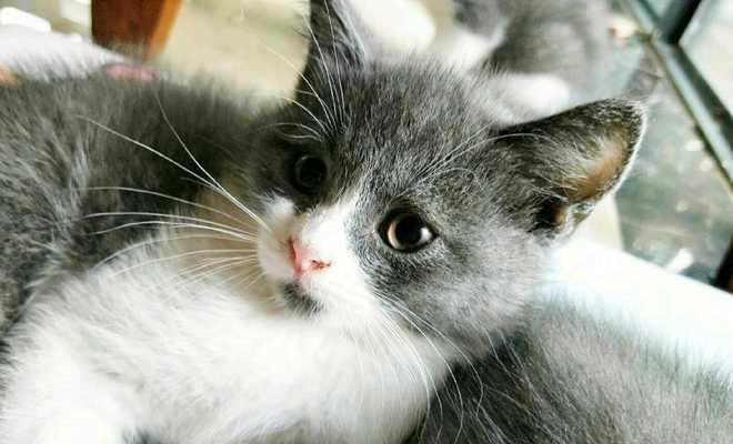 怎么样能让猫咪更健康？日常护理和饮食有哪些要点？
