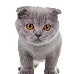 猫咪不爱吃蔬菜怎么办？有效方法有哪些？