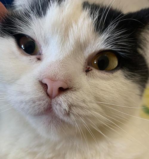 怎么有效去除猫咪眼屎？简单步骤和注意事项是什么？