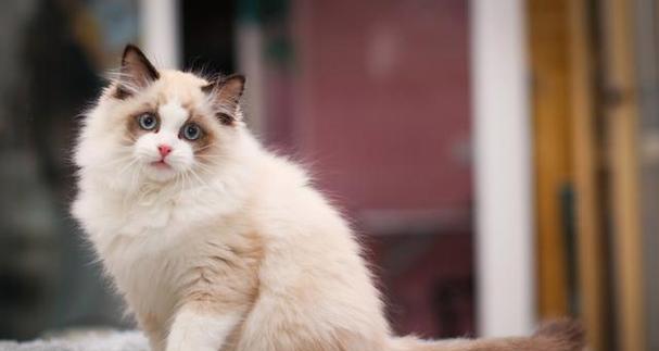 怎么知道猫有没有病毒？检测方法和常见症状是什么？