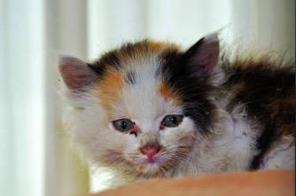 怎么知道猫有没有病毒？检测方法和常见症状是什么？