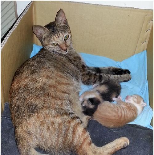 怎么知道猫咪怀孕图片？通过哪些迹象判断？