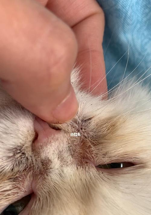 猫咪毛囊炎怎么治疗？有效的方法和步骤是什么？