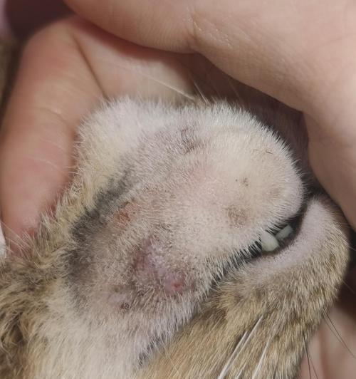 猫咪毛囊炎怎么治疗？有效的方法和步骤是什么？