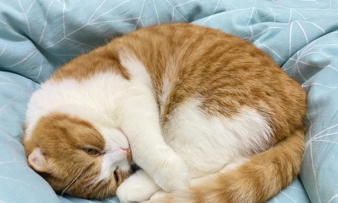 折耳猫适合吃什么猫粮？如何选择合适的猫粮品牌？
