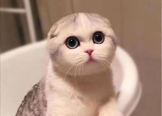 折耳猫适合吃什么猫粮？如何选择合适的猫粮品牌？
