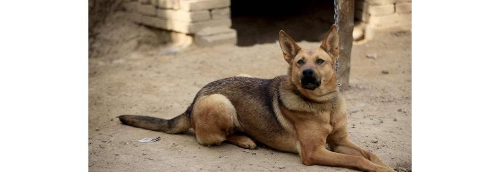 中华田园犬怀孕期间的饮食指南？如何确保营养均衡？