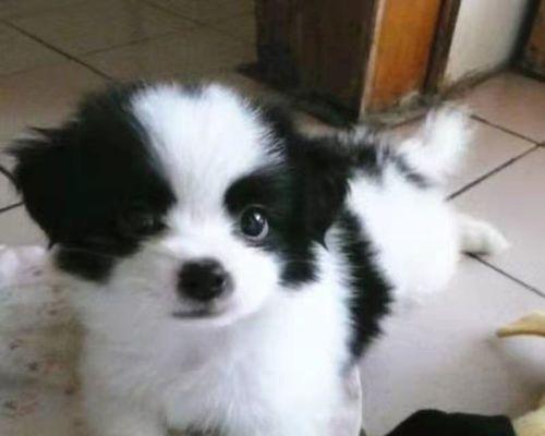 中华田园犬怀孕期间的饮食指南？如何确保营养均衡？