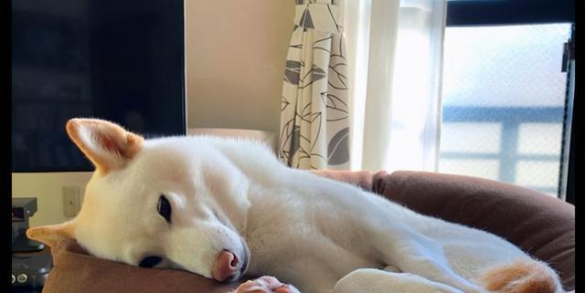 怀孕期间狗狗黏人怎么办？如何安抚宠物情绪？