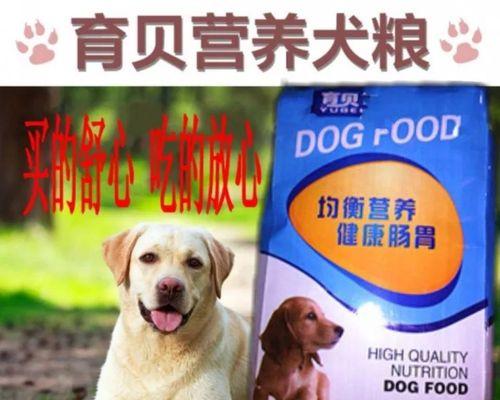 10个月大的金毛每天应该吃多少狗粮？常见喂食问题解答？