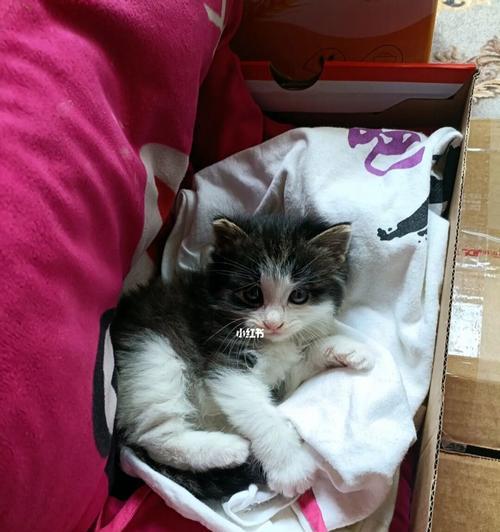 1个半月的小猫喂食指南？喂食频率和食物选择是什么？