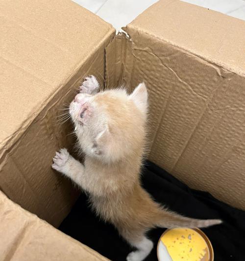 1个半月的小猫喂食指南？喂食频率和食物选择是什么？