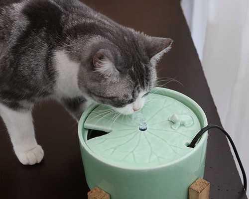 20天小猫拉水怎么办？如何处理小猫腹泻问题？