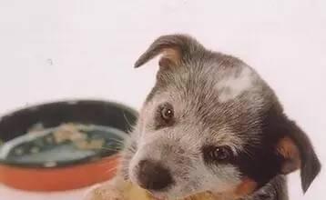 20天大的幼犬能开始吃狗粮吗？喂食狗粮的正确方法是什么？