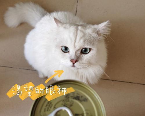 2个月大小猫每天应该吃多少罐头？喂养指南和常见问题解答