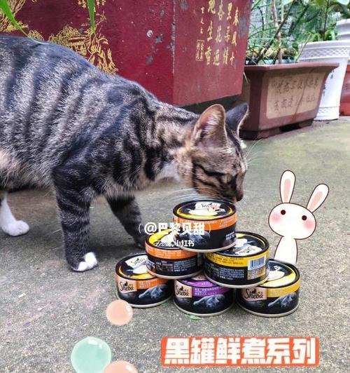 2个月大小猫每天应该吃多少罐头？喂养指南和常见问题解答