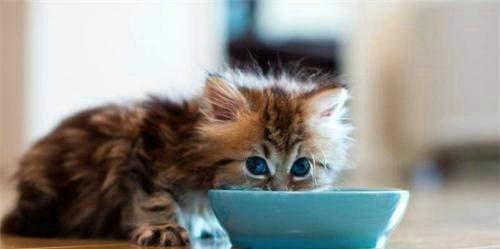 2个月大的猫咪每日猫粮量是多少？喂食指南是什么？