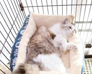 2个月的小猫需要关笼子吗？如何正确安置幼猫？