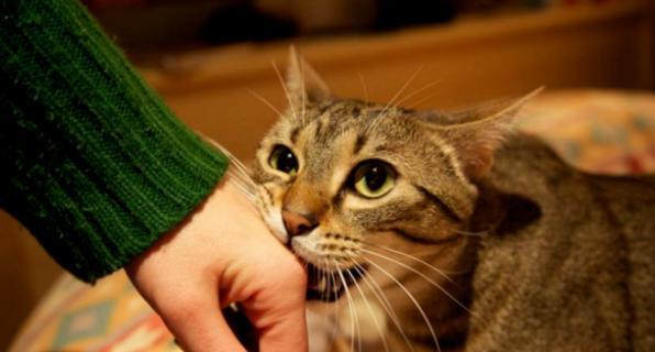 2个月的小猫喂食频率是多少？喂几顿最合适？