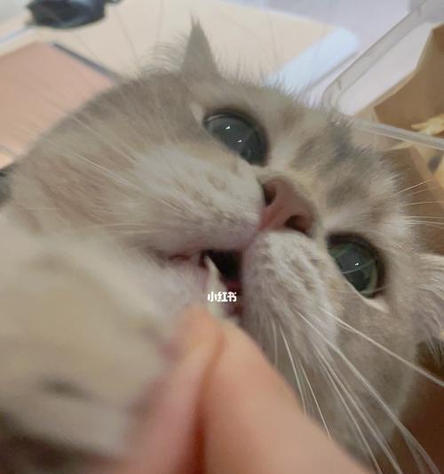 2个月大的小猫可以吃小鱼干吗？喂食小鱼干的正确方法是什么？
