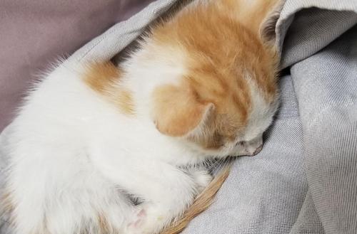 2月小猫得了猫瘟怎么办？如何进行有效的治疗和护理？
