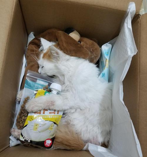 2月小猫得了猫瘟怎么办？如何进行有效的治疗和护理？