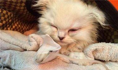 2月小猫得了猫瘟怎么办？如何进行有效的治疗和护理？