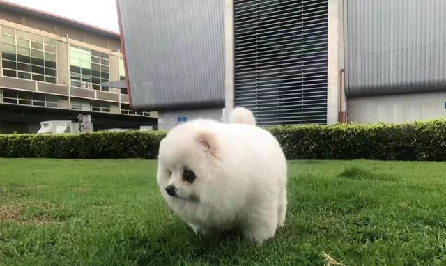 30多斤的狗空运需要多少钱？空运费用如何计算？