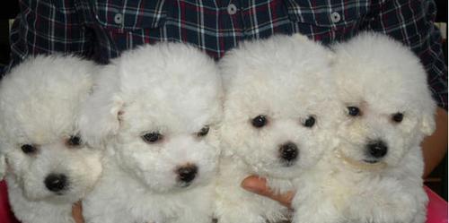 3个月大的比熊犬喂养指南：正确的食物和喂食方法是什么？