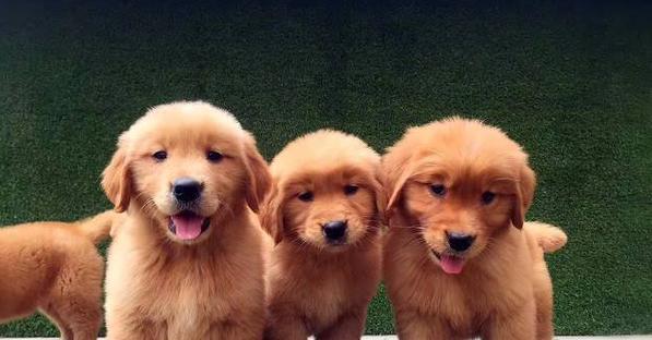3个月大的金毛犬每天应该喂多少狗粮合适？