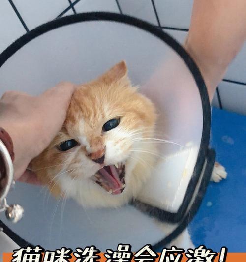 40天大的小猫洗澡安全吗？需要注意哪些事项？