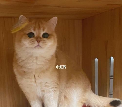 4个月母猫猫粮摄入量标准是多少？如何科学喂养？
