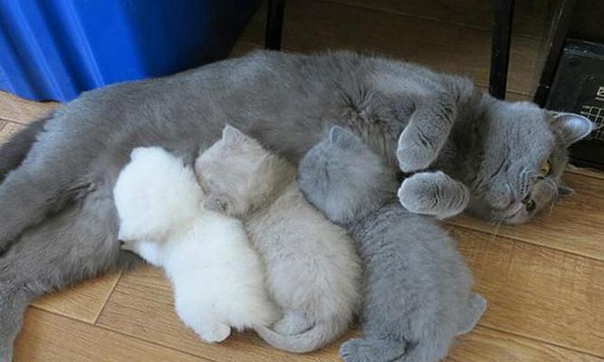 4个月母猫猫粮摄入量标准是多少？如何科学喂养？