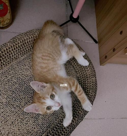 4个月母猫猫粮摄入量标准是多少？如何科学喂养？