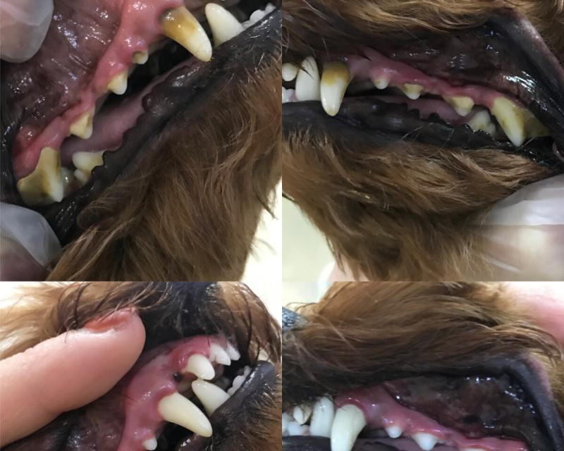 狗狗门牙松动怎么办？4年犬龄牙齿问题的处理方法是什么？