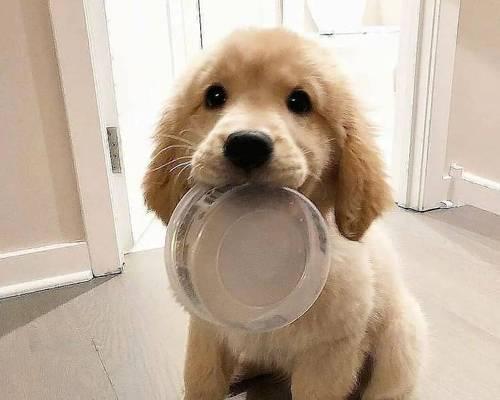 4天小狗不吃奶怎么办啊？如何正确喂养新生幼犬？
