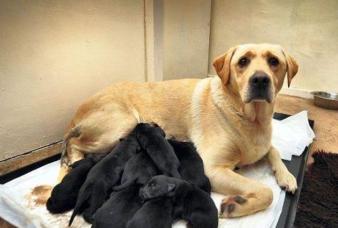 4天小狗不吃奶怎么办啊？如何正确喂养新生幼犬？